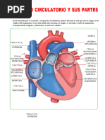 Aparato Circulatorio y Sus Partes para Cuarto Grado de Primaria