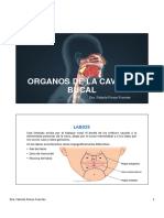 Órganos de La Cavidad Bucal