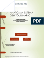 Anatomia Sistema Genitourinario