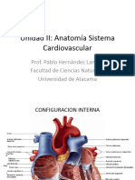 Anatomía Sistema Cardiovascular