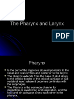 The Pharynx and Larynx