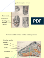 Sist. Respiratorio Craneal Cuerpo Animal