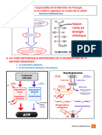 Respiration Cellulaire Et Fermentation