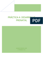 Práctica 4 Desarrollo Prenatal