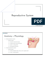 Reproductive System Handout6132024