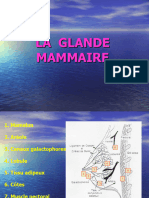 6-La Glande Mammaire - PPT - 1