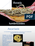 Clase III Ascaris Lumbricoides