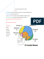 Anatomía Humana