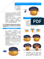 CFSH I - ORGANOGÊNESE - 4º A 8º SEMANA DO DESENVOLVIMENTO - BIBI 24