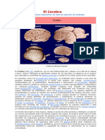 Material Del Cerebro para Trabajo de Grupos