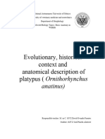 Evolutionary, Historical Context and Anatomical Description of The Platypus (Ornithorhynchus Anatinus) 2.0