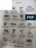 Various Cell Shapes Adajar 1