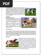 Dairy Breeds