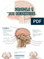 El CEREBELO Y SUS CONEXIONES