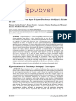 Hipovitaminose A em Tigre D'água (Trachemys Dorbignyi) : Relato de Caso