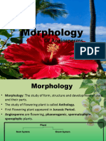 Morphology - BKK Sir