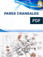 B207 Pares Craneales 1