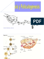 Ovogenesis y Foliculogenesis