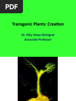 Z (H) - VI-Biotech 4 Transgenic Plants