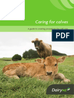 Caring For Calves