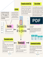 Mapa Mental de La Degradación de La Glucosa