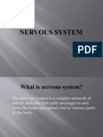 Nervous System