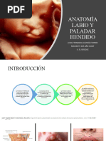 Anatomia Labio y Paladar Hendido