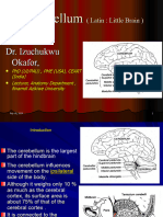 CEREBELLUM