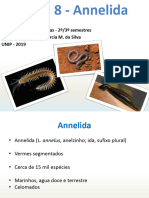 Aula 8 - Annelida A