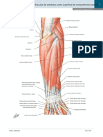 Músculos Del Antebrazo: Parte Superficial Del Compartimento Posterior