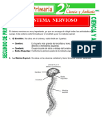 Sistema Nervioso para Segundo de Primaria