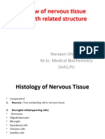 Overview of Nervous Tissue Along With Related Structure