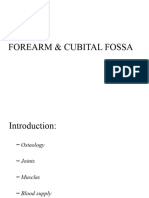 Forearm & Cubital Fossa