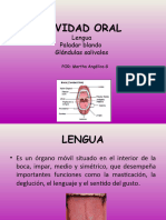 Cavidad Oral: Lengua Paladar Blando Glándulas Salivales