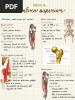 Músculos Del Miembro Inferior