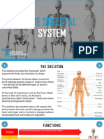 The Skeletal System