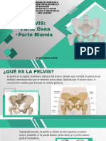 Pelvis Mari 1