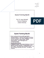 Micro Slide 06 Spore Forming Bacilli