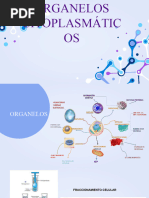 14 Organelos Citoplasmáticos