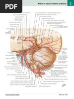 Artères de La Fosse Crânienne Postérieure