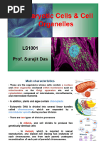 Eukaryotes - Cell Organelles