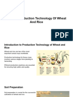 Explain Production Technology of Wheat and Rice