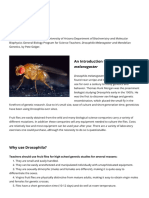 An Introduction To Fruit Flies - The Berg Lab