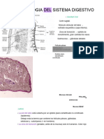 Histologia SD