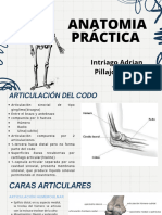 Anatomía 