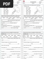 Pollination Woksheet