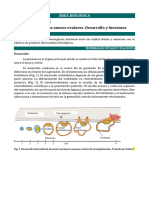 La Placenta y Los Anexos Ovulares Desarrollo y Funciones