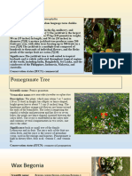 Tree - Census Copy 2