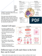 Animal Cell Functions