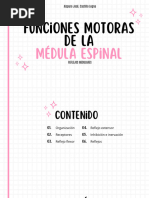 Funciones Motoras de La Médula Espinal